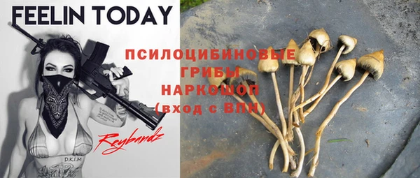 сатива Новозыбков